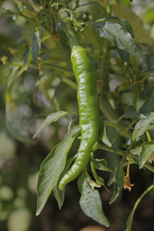 Spicy Green Chili Olive Oil Olive Oil Co Barrie Newmarket