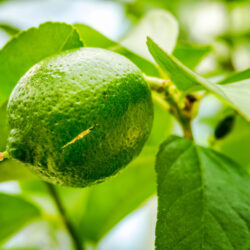 Persian Lime Olive Oil
