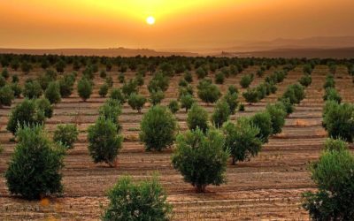 How Do I Store EVOO? And How Long Does It Last?
