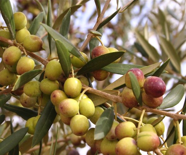 Family Reserve Picual 2021 Medium-Robust Extra Virgin Olive Oil (Almazaras Augilar)