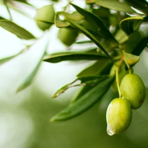 Peru Criolla 2023 Robust Extra Virgin Olive Oil