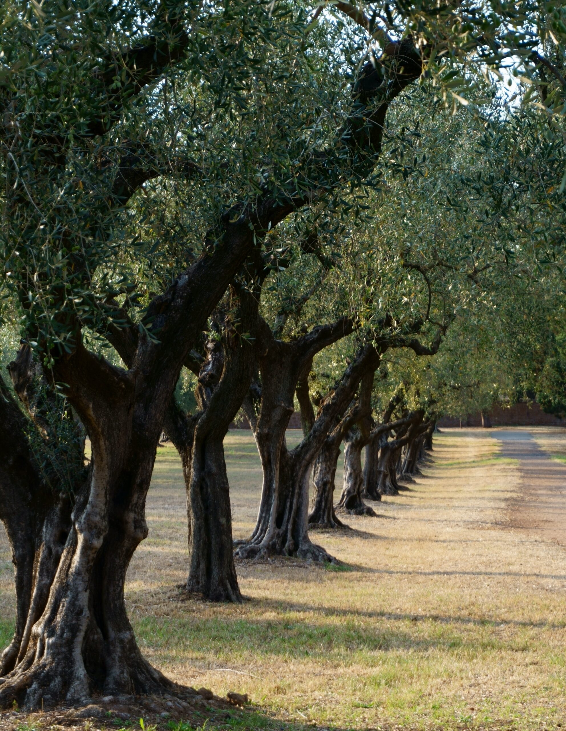 Is Your Olive Oil Organic?