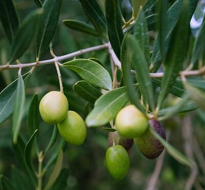 Portugal Cobrancosa 2024 Medium Extra Virgin Olive Oil