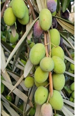 Italy Coratina 2025 Robust Olive Oil