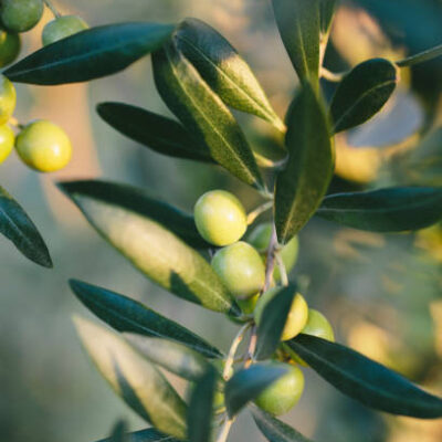 Spain Green Arbequina 2025
